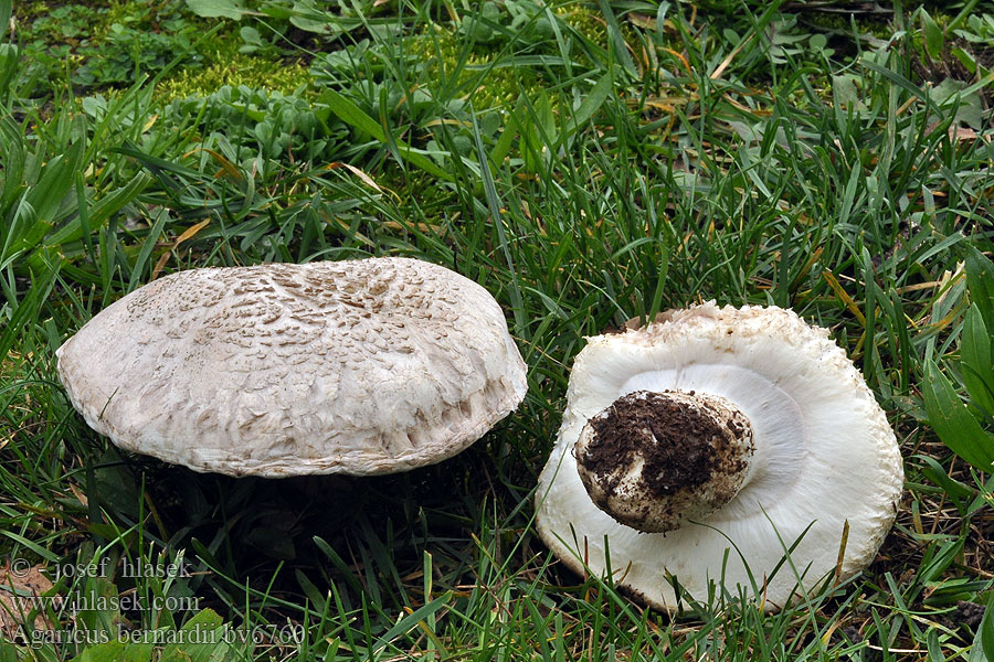 Salzwiesenchampignon Salzwiesen-Egerling Strandängschampinjon