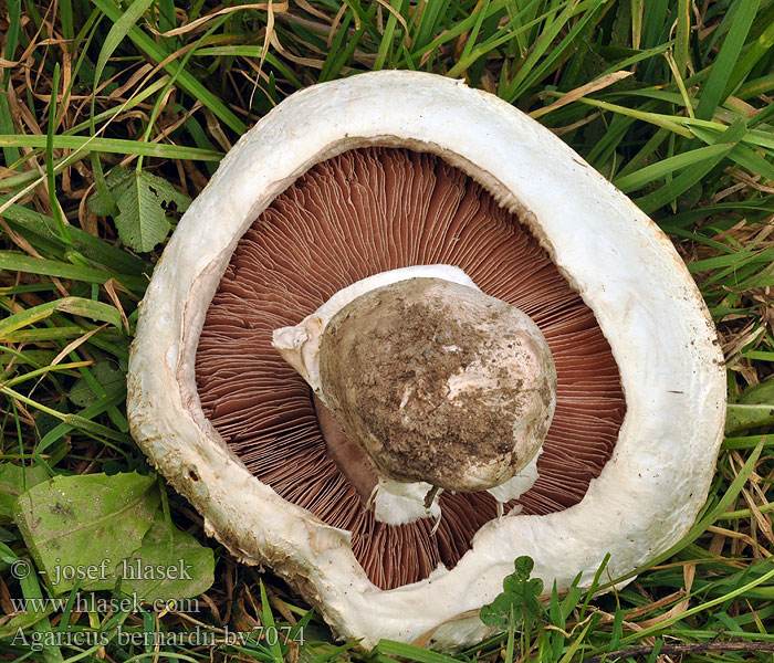 Pečiarka smradľavá Strandengs-champignon Haisuherkkusieni