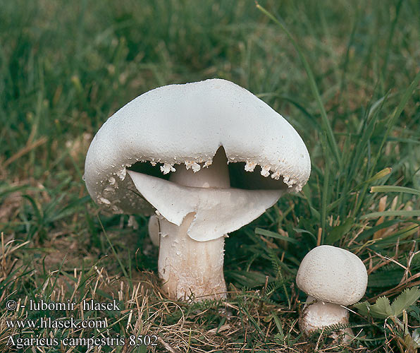 Agaricus campestris 8502