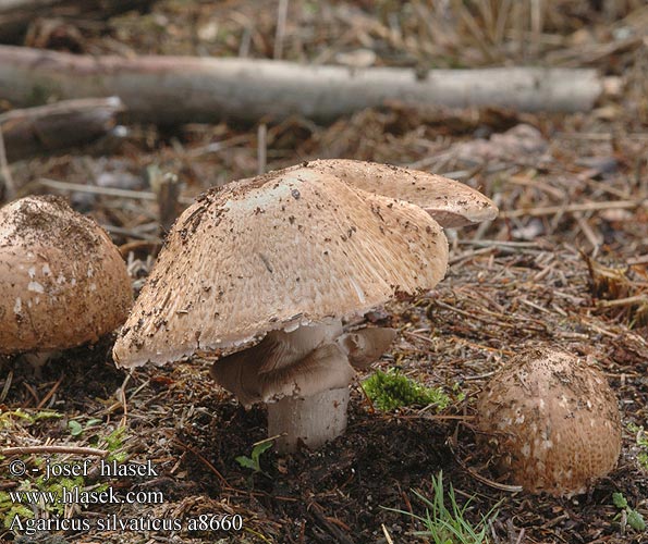 Agaricus silvaticus a8660