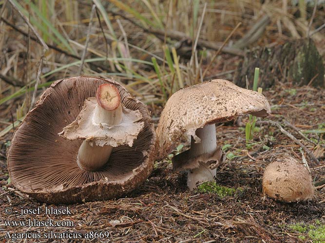 Agaricus silvaticus Agaric forêts Schubbige boschampignon