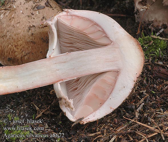 Agaricus silvaticus Žampion lesní Psalliota Silvática