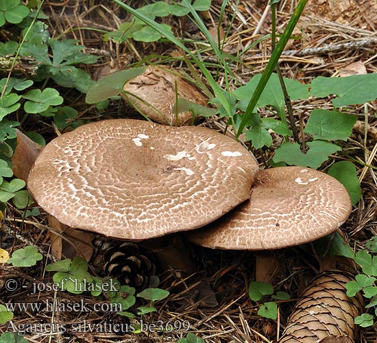 Agaricus silvaticus be3699