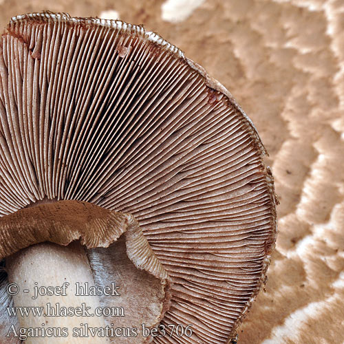 Red-staining Wood mushroom Lille Blod Champignon Tapionherkkusieni Tapion herkkusieni Agaric forêts Schubbige boschampignon Prataiolo Agarico boschi Fenyvescsiperke Waldchampignon Wald-champignon pieczarka lśniąca Pečiarka lesná Agaricus silvaticus Žampion lesní Psalliota Silvática Algáricus bosques Skogschampinjon Psalliota sylvaticus silvatica Blodsjampinjong Печериця лісова Gozdni kukmak Шампиньон лесной モリハラタケ