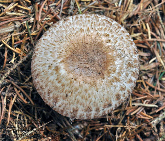 Pieczarka lśniąca Agaricus silvaticus