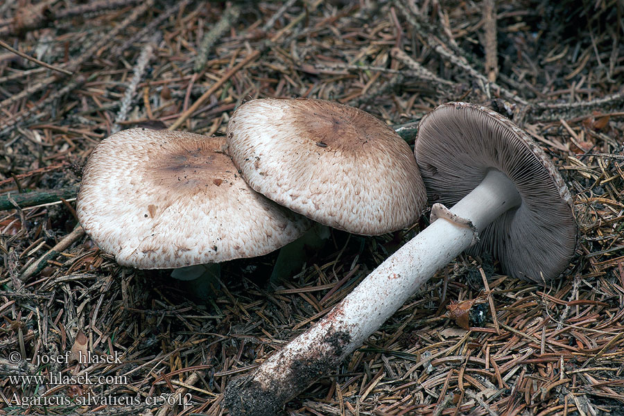 Pečiarka lesná Agaricus silvaticus