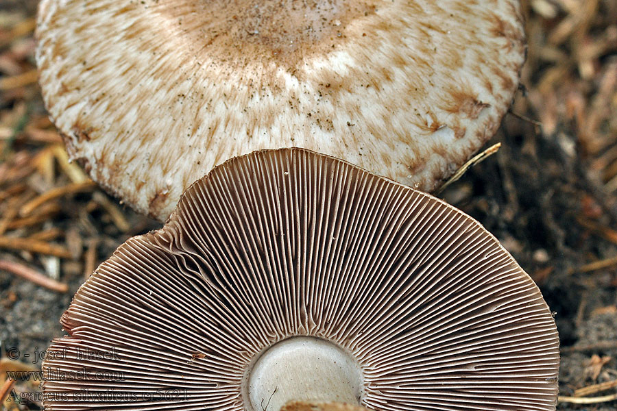 Žampion lesní Agaricus silvaticus