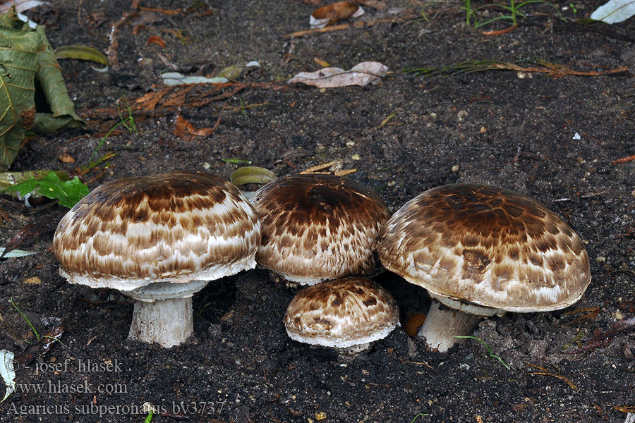 Agaricus subperonatus Pečárka rumištní pařeništní Žampion