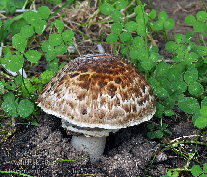 Gegürtelter Egerling Gordelchampignon Pečiarka parenisková