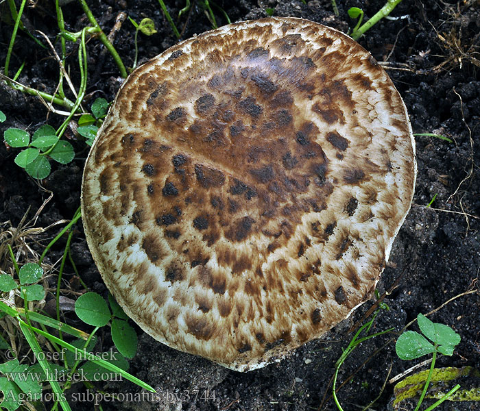 Knippe-champignon Brunfjällig champinjon Piennarherkkusieni