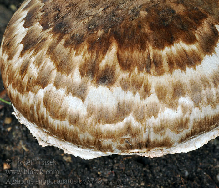 Agaric guêtré Hagesjampinjong Шампиньон полуобутый