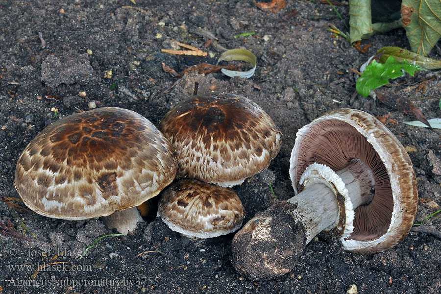 Agaricus subperonatus Pečárka rumištní