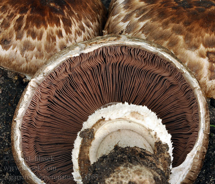 Agaricus subperonatus Gegürtelter Egerling