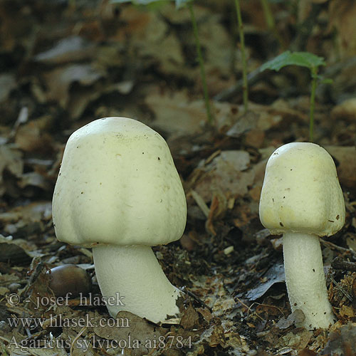 Agaricus sylvicola silvicola Woodland Agaricus Ehdotan kuusiherkkusientä Шампиньон перелесковый Pečárka hajní Pečiarka hájová Slanke anijschampignon Dünnfleischiger Anis-Champignon Anischampignon Snøballsjampinjong Pieczarka bulwiasta zaroślowa Hostni kukmak Knölchampinjon