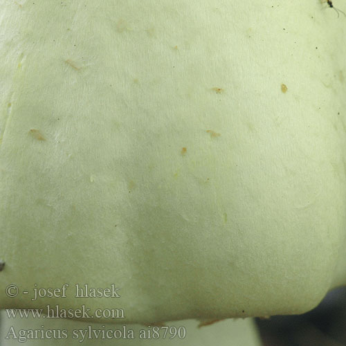 Agaricus sylvicola Pečárka hajní Pečiarka hájová Slanke anijschampignon Dünnfleischiger Anis-Champignon Anischampignon Snøballsjampinjong Pieczarka bulwiasta zaroślowa Hostni kukmak Knölchampinjon silvicola Woodland Agaricus Ehdotan kuusiherkkusientä Шампиньон перелесковый