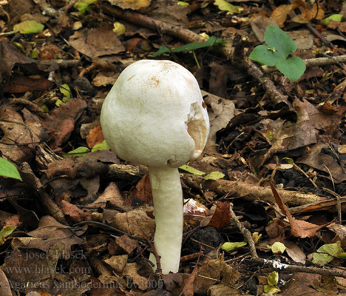 Agaricus xanthodermus xanthoderma Pečárka zápašná Karbol-Champignon