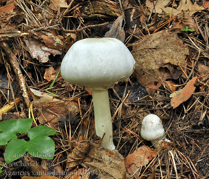 Karbolchampignon Pieczarka karbolowa Pečiarka páchnuca Karbol-Champignon