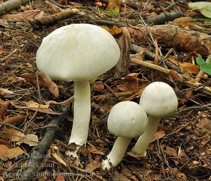 Karbolchampinjon Myrkkyherkkusieni Agaric jaunissant Шампиньон желтокожий