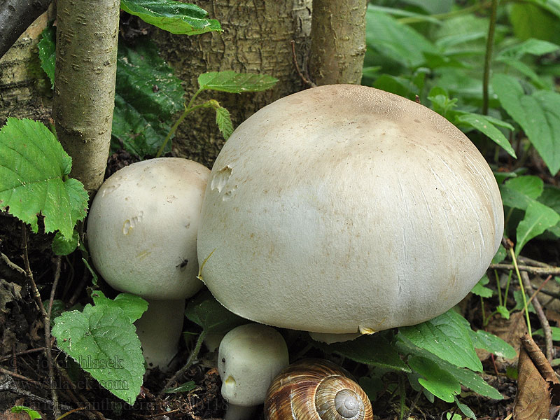 Agaricus xanthodermus Шампиньон желтокожий Yellow-staining mushroom