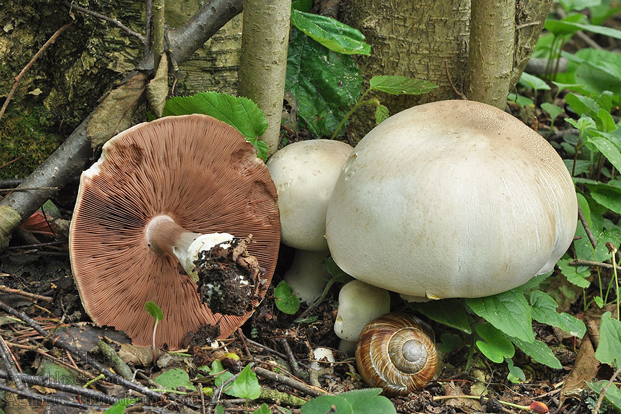 Agaricus xanthodermus Karbolszagú csiperke Печериця рудіюча отруйна