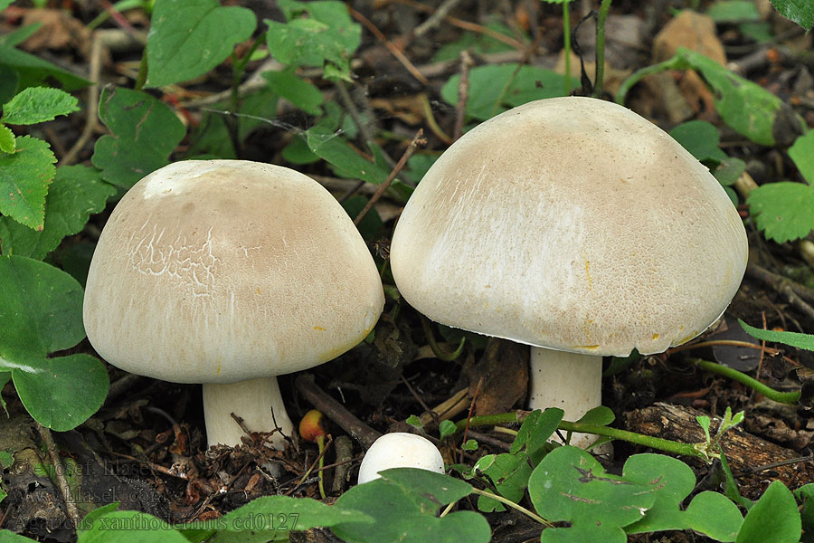 Pečárka zápašná Agaricus xanthodermus