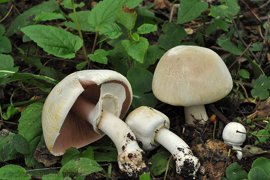 Karbol-Champignon Karbolchampignon Agaricus xanthodermus