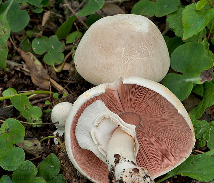 Pieczarka karbolowa Agaricus xanthodermus