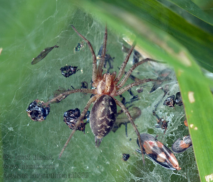 Agelena labyrinthica