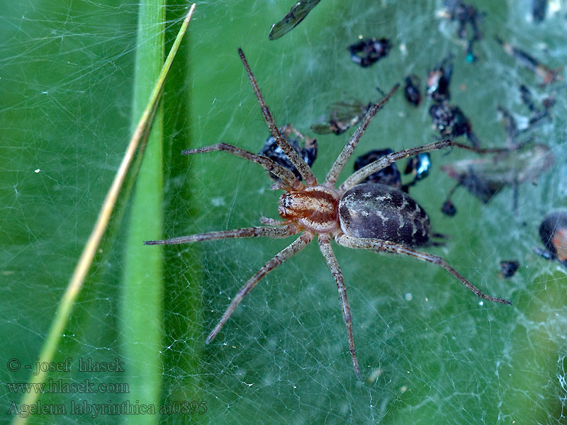 Лабиринтовый паук Agelena labyrinthica