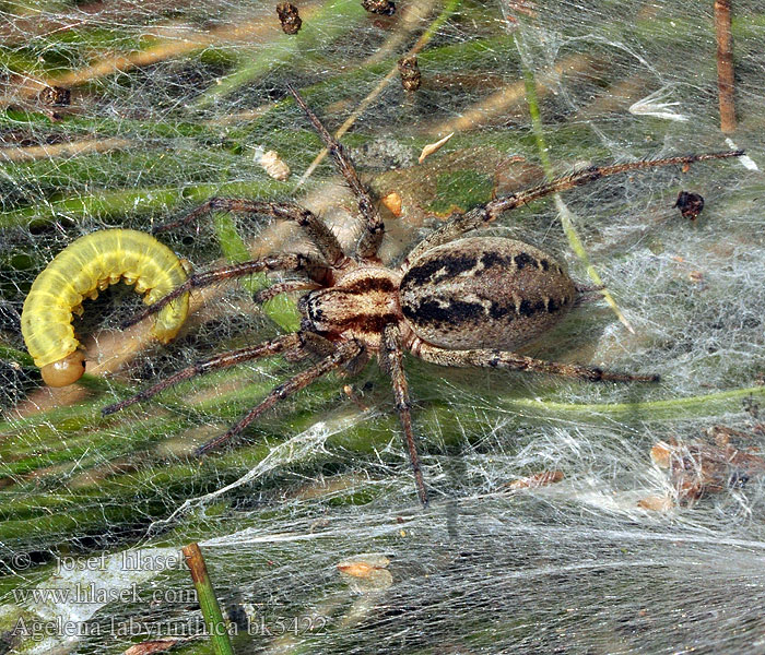 Agelena labyrinthica Pokoutník nálevkovitý Labyrinthspinne