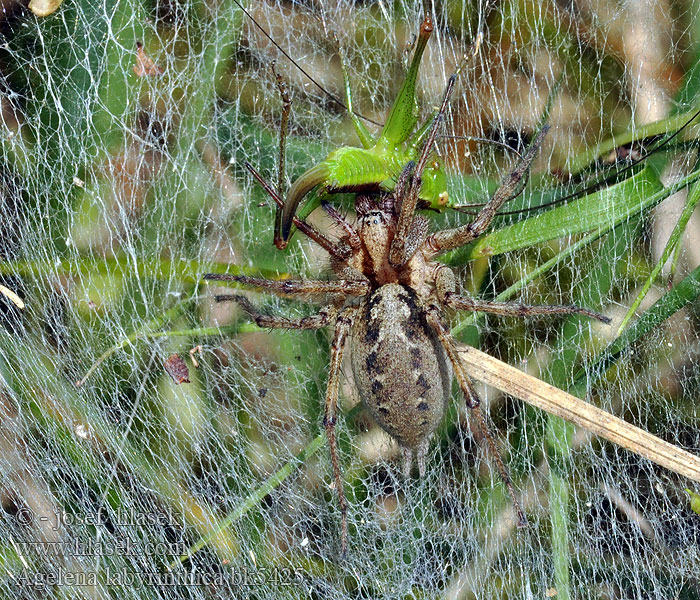 Agelena labyrinthica Lejkowiec labiryntowy Лабиринтовый паук