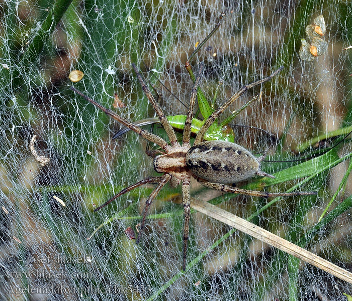 Agelena labyrinthica Gewone doolhofspin Labyrinth spider