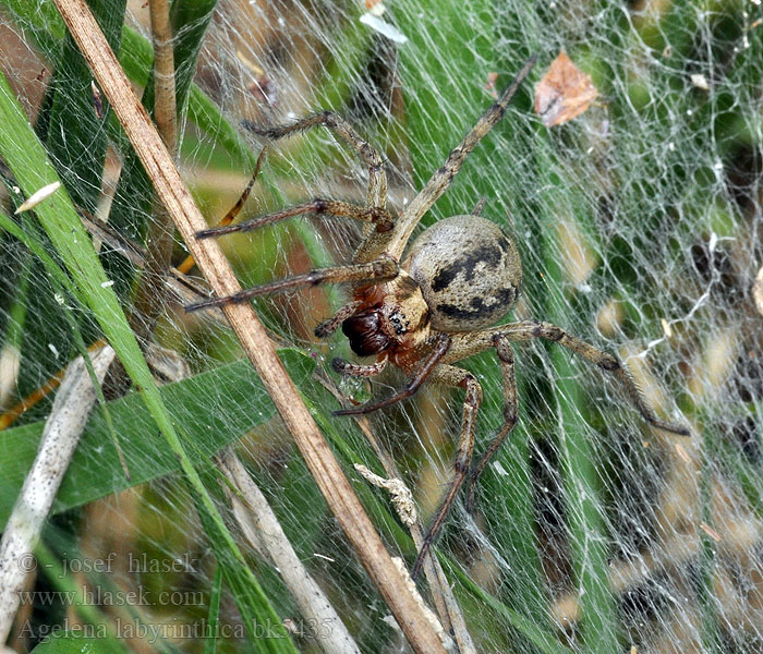 Agelena labyrinthica Niittysuppilohämähäkki 迷宫漏斗蛛