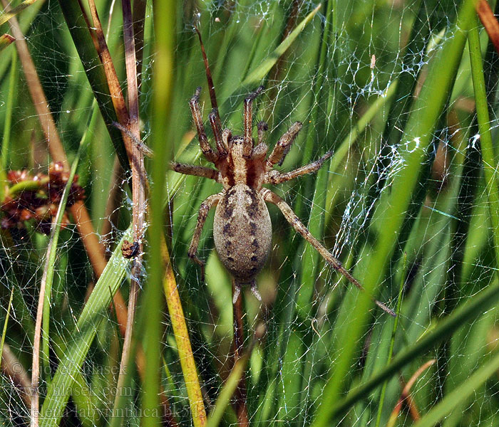 Agelena labyrinthica Pokoutník nálevkovitý