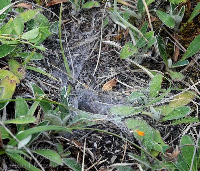 Agelena labyrinthica Labyrinthspinne Labyrintspindel