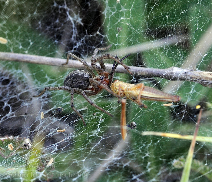 Agelena labyrinthica Lejkowiec labiryntowy