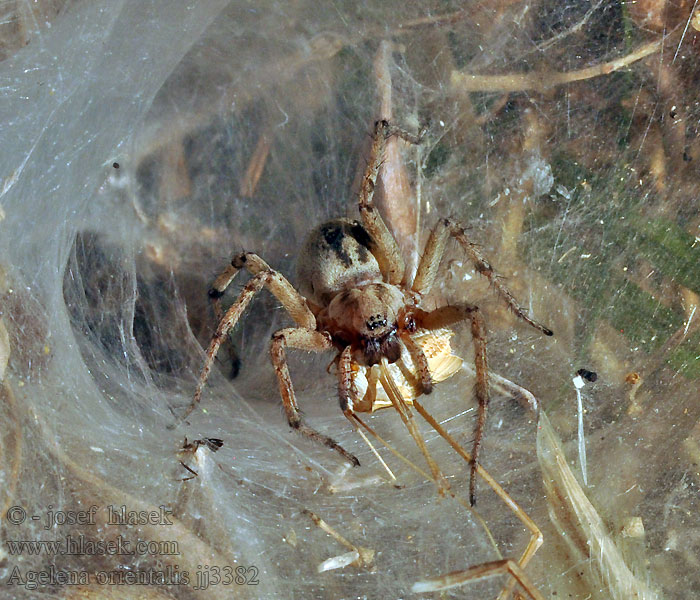 Agelena orientalis Pokoutník východní Trichter Web Weber Воронковый паук