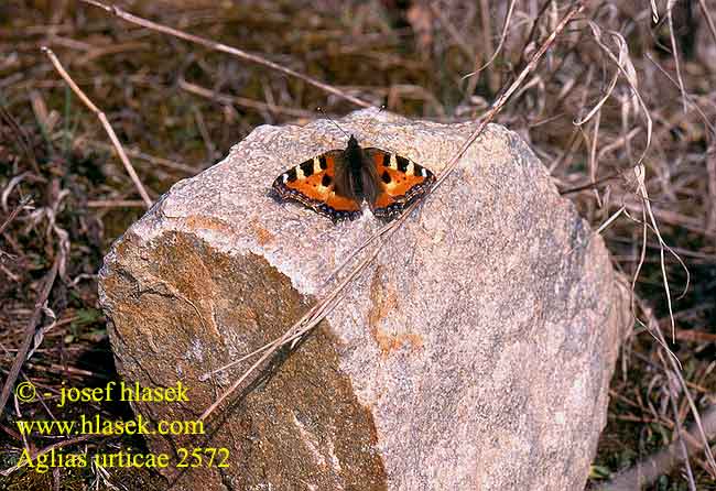 Aglais urticae 2572  Small Tortoiseshell