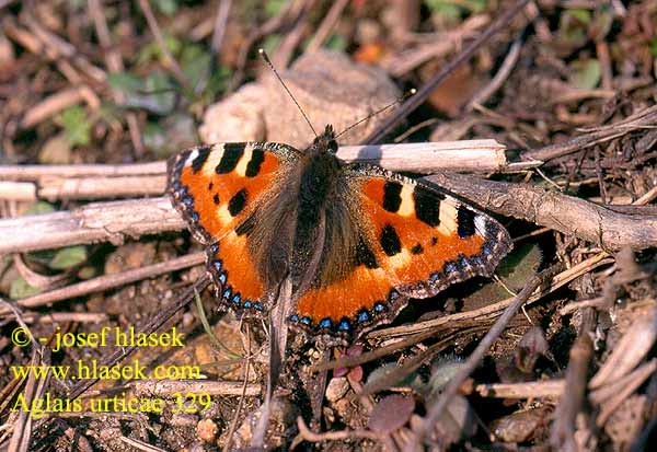 Aglais urticae 329 La Petite Tortue Babočka kopřivová