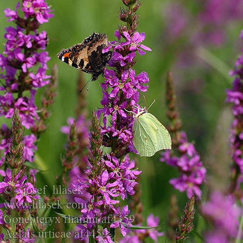 Aglais urticae Small Tortoiseshell Mountain Nokkosperhonen