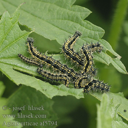 Aglais urticae Babôčka pŕhľavová