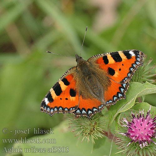 Aglais urticae Babočka kopřivová