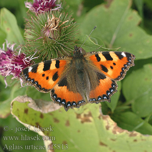 Aglais urticae Ortiguera Nässelfjäril Urzicarul