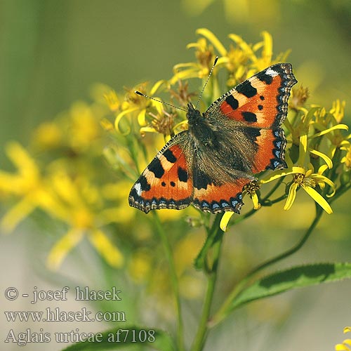 Aglais urticae Urzicarul