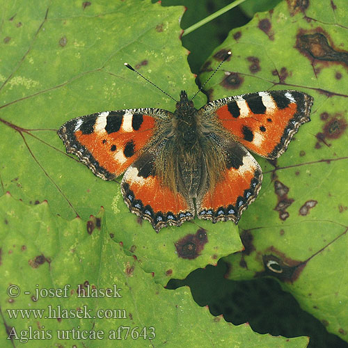 Aglais urticae Крапивница コヒオドシ