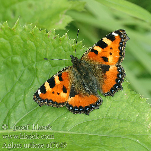 Aglais urticae コヒオドシ