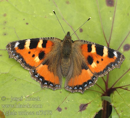 Aglais urticae Vanessa dell'ortica