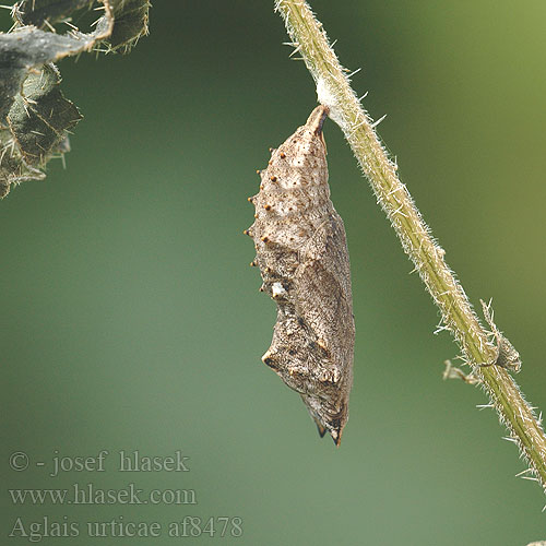 Aglais urticae Neslesommerfugl