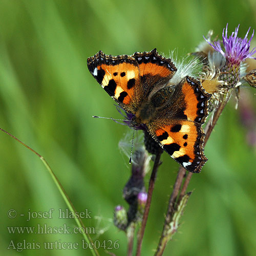 Aglais urticae Small Tortoiseshell Mountain Nokkosperhonen