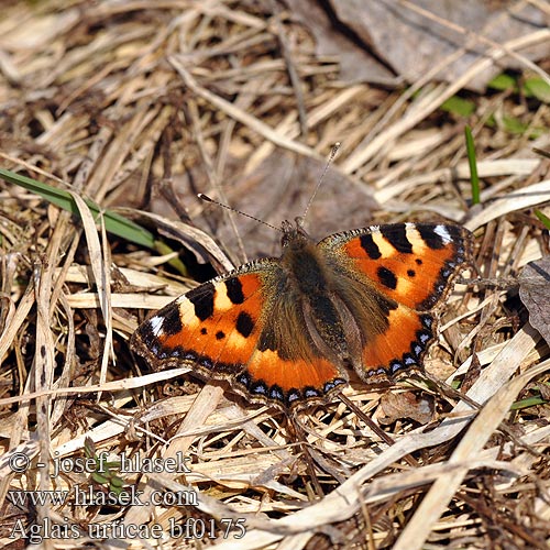 Petite Tortue Kis rókalepke Kleiner Fuchs